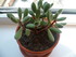 PLANTES SUCCULENTES