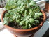 PLANTES SUCCULENTES