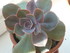 PLANTES SUCCULENTES