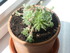 PLANTES SUCCULENTES