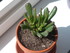 PLANTES SUCCULENTES