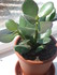 PLANTES SUCCULENTES