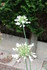 QUELQUES FLEURS