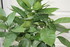 CITRUS SINENSIS 