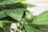CITRUS SINENSIS 