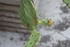 CITRUS SINENSIS 