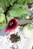 DES BELLES COULEURS DE FLEURS