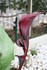 DES BELLES COULEURS DE FLEURS