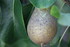 QUELQUES FRUITS/LEGUMES du jar