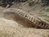 BARRAGE DE GUERLEDAN  suite
