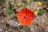 QUELQUES FLEURS