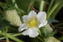QUELQUES FLEURS