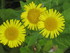 QUELQUES FLEURS