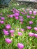 FLEURS DES JARDINS