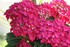 BELLES FLEURS