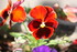 BELLES FLEURS