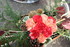 ART FLORAL