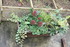 JARDINNIERES D'HIVER