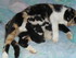 DES CHATONS