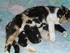 DES CHATONS