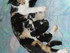 DES CHATONS