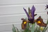 FLEURS DU JARDIN