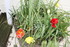 FLEURS DU JARDIN