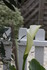 FLEURS DU JARDIN