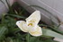 FLEUS DU JARDIN EN INDIVIDUELL