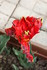 FLEUS DU JARDIN EN INDIVIDUELL