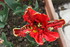 FLEUS DU JARDIN EN INDIVIDUELL