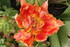FLEUS DU JARDIN EN INDIVIDUELL