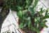 FLEUS DU JARDIN EN INDIVIDUELL