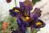 FLEUS DU JARDIN EN INDIVIDUELL