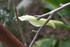 FLEUS DU JARDIN EN INDIVIDUELL