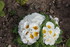 FLEUS DU JARDIN EN INDIVIDUELL