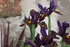 FLEUS DU JARDIN EN INDIVIDUELL