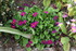 FLEUS DU JARDIN EN INDIVIDUELL