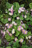 FLEUS DU JARDIN EN INDIVIDUELL