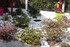 JARDIN ZEN