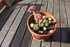 PLANTES SUCCULENTES