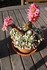 PLANTES SUCCULENTES