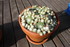 PLANTES SUCCULENTES