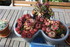 PLANTES SUCCULENTES