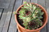 PLANTES SUCCULENTES