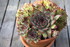 PLANTES SUCCULENTES