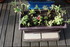 PLANTES SUCCULENTES