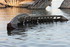 EPAVES DE BATEAUX