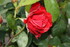 ROSES APRES LA PLUIE    (2)