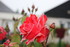 ROSES APRES LA PLUIE    (2)